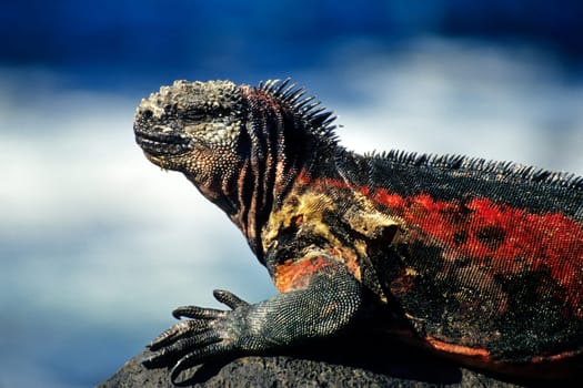 A marine iguana sunbathes on volcanic rock. Taken on Espanola/Hood Island,Galápagos.
