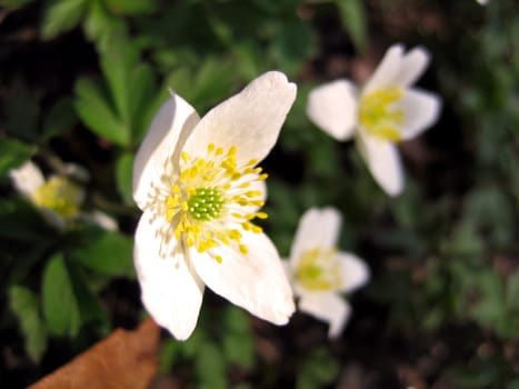 Great anemones