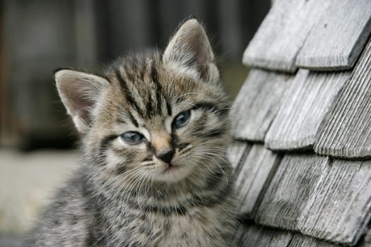 Kitten