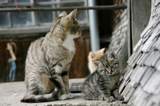 Cat mother with kitten