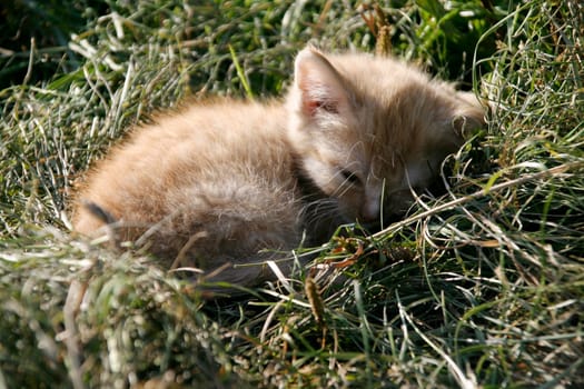 Sleeping kitten