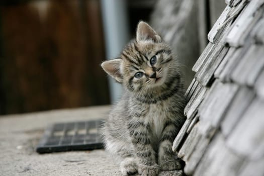 Kitten