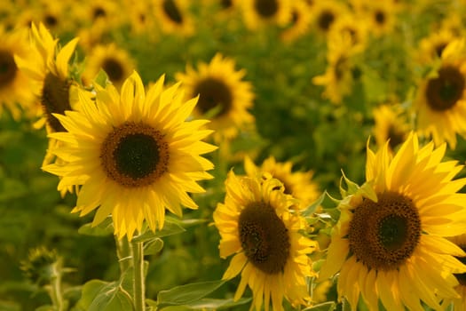 Sunflowers