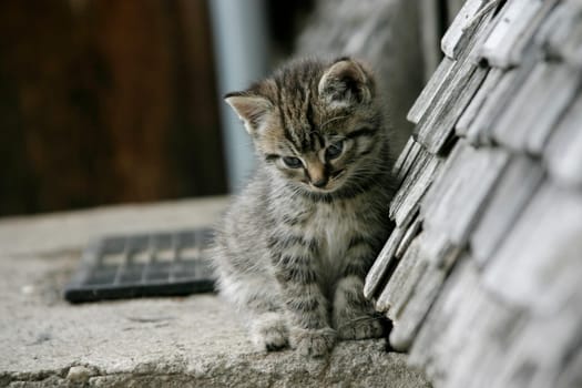 Kitten