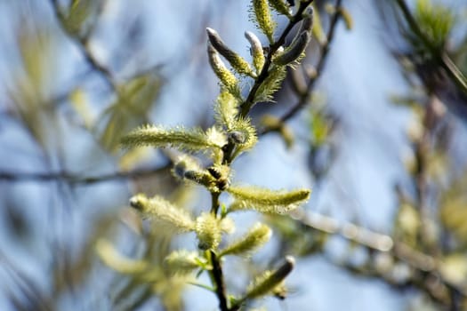 Spring...
