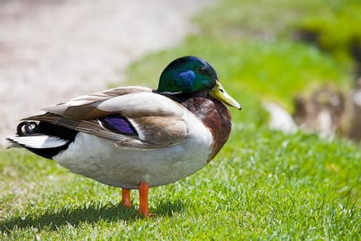 Male mallard