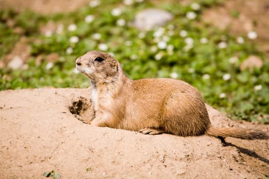 Prairie dog