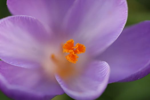 Crocus