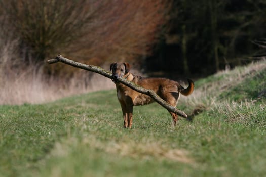 The stick