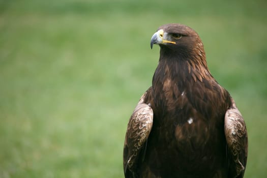 Aquila chrysaetos