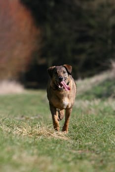 The problem is,he never brings it back - he drags it somewhere where you can't find it and then you always have to look for a new stick for him :-)