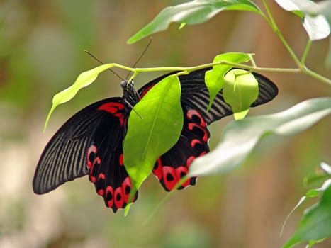 Tropical butterfly