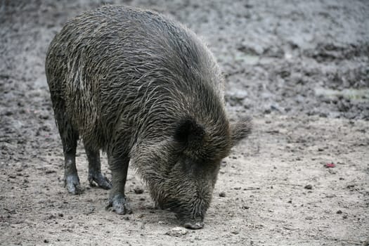 Wild boar