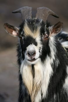 Livestock
