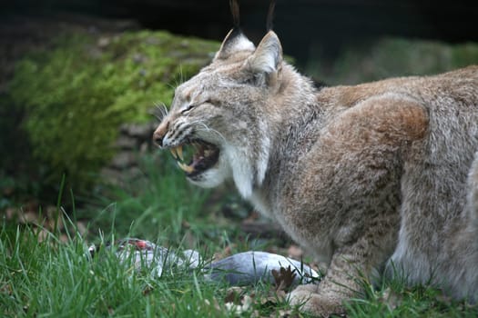 Eurasian lynx with captured pigeon