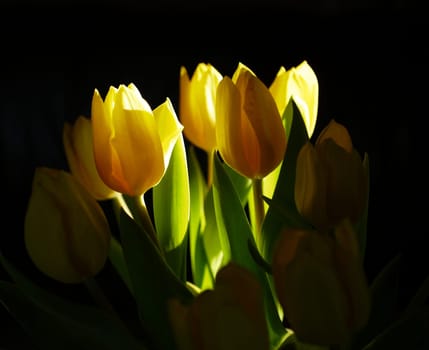 Tulips