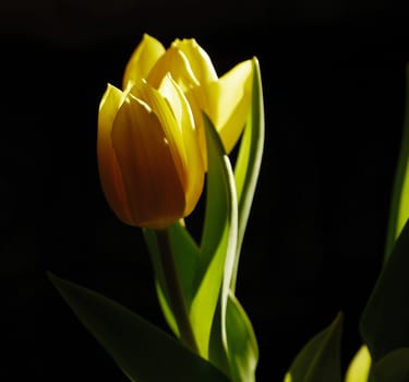 Tulip 2