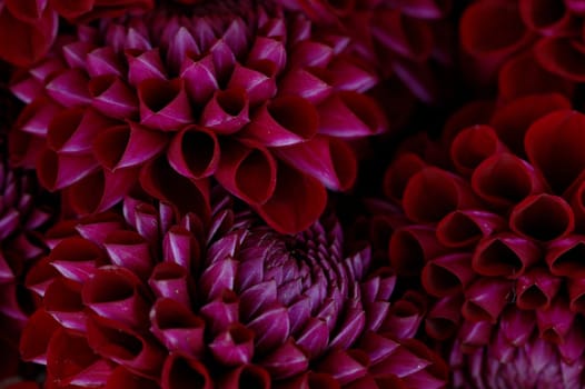 Dahlias