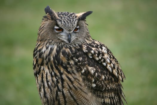 Bubu bubo