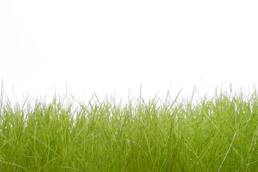 Grass