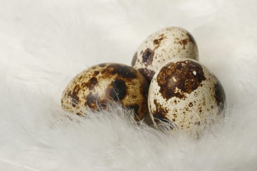 Quail eggs