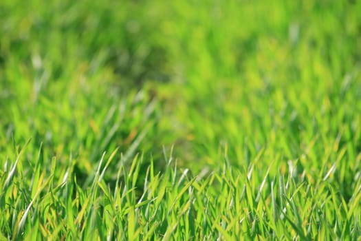 Green meadow
