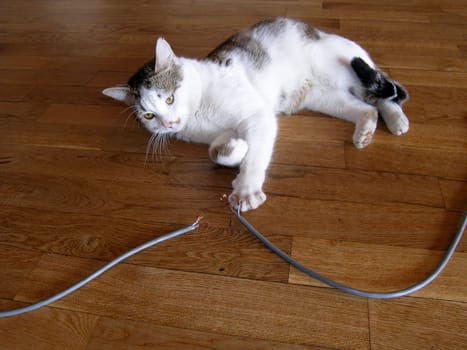 Line interrupted...