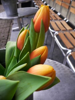 Tulips in Amsterdam