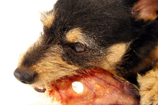 Dog breakfast