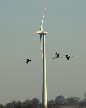 At the moment the cranes have settled back on our fields and meadows.....! And the funny thing is that most of them are close to the many wind turbines.....!