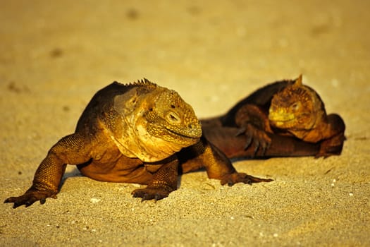 Druze heads - also known as Galápagos land iguanas. Photographed in the warm evening light on the island of North Seymour/Galápagos.