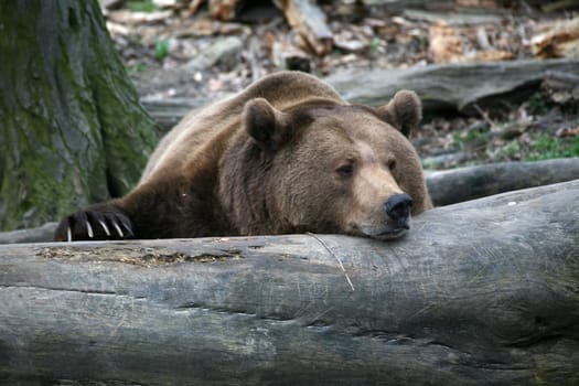 Brown bear