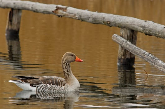 Greylag goose