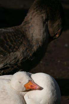Domestic goose