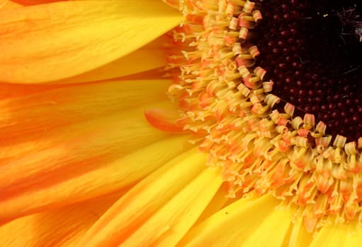 Yellow....