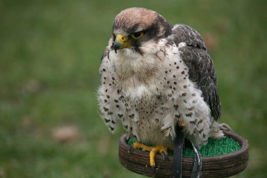 Lanner falcon