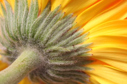 Yellow....