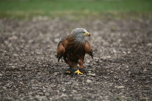 Lazy red kite (Milvus milvus)