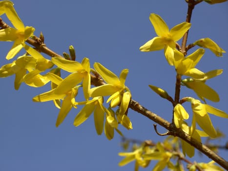 Forsythia