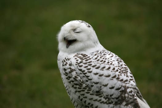Male