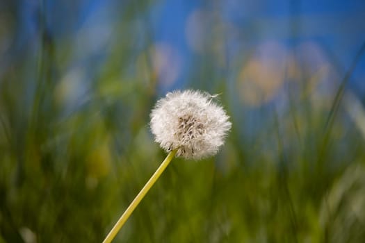 Dandelion