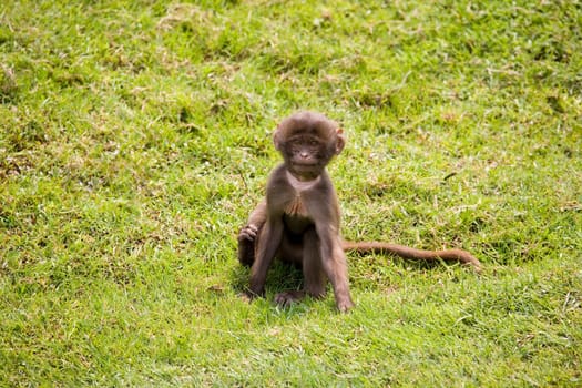 Young Gelada monkey