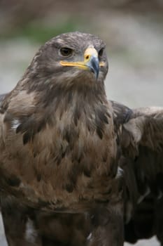 Aquila nipalensis