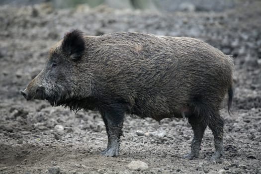 Wild boar