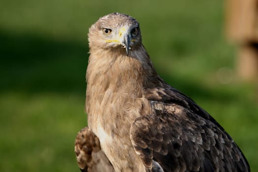 With ckaups in the wildlife park Freisen