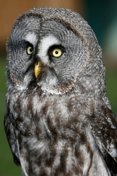 With ckaups in the wildlife park Freisen