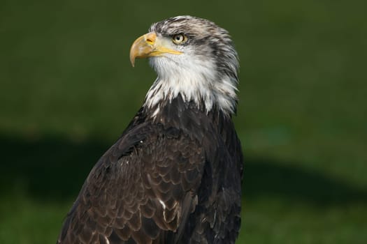 With ckaups in the wildlife park Freisen