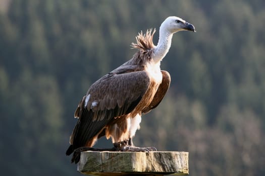 With ckaups in the wildlife park Freisen