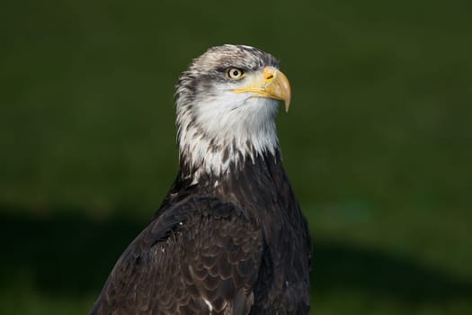 With ckaups in the wildlife park Freisen
