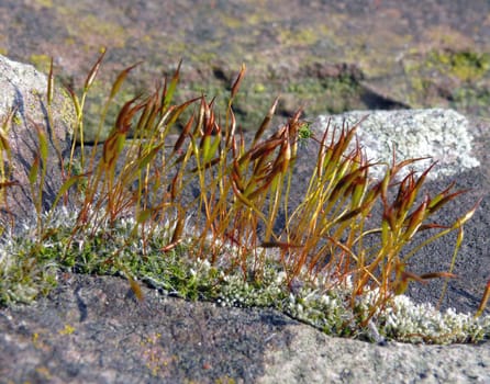 In early spring,the moss on the dry stone wall of my garden stands out due to the red-colored gametangia stands,which are also popularly known as "moss blossom"""